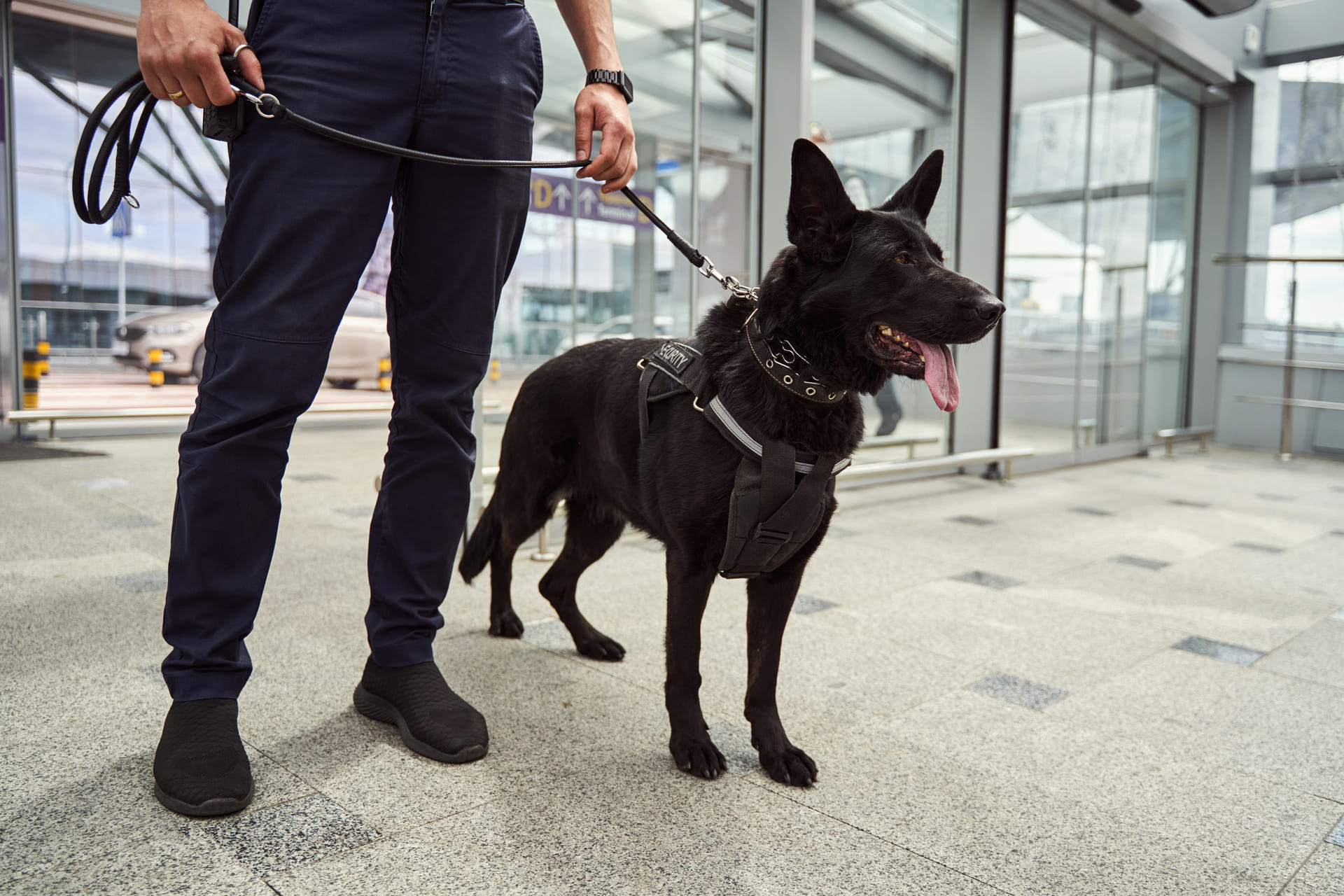 agent de sécurité qui tient un chien en laisse